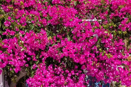 Blooming red bougainvillea flowers in Santorini island.