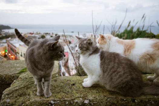 Procida, the island of cats.