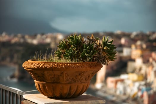 Vintage pot with cactus with colorful houses of Procida in the background.