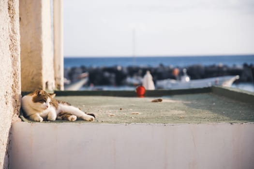 Procida, the island of cats.