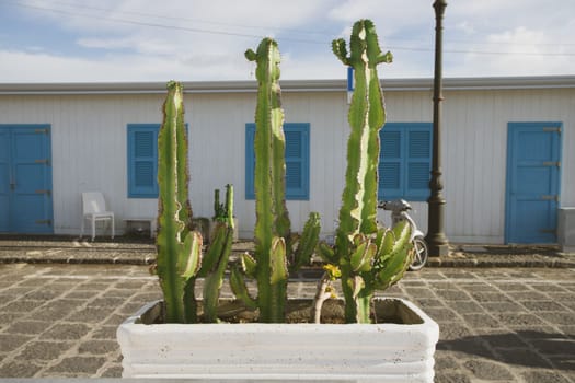 Blue door with cactus and the traditional white walls in the Procida Island, Italy