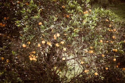 Vintage summer background. Orange garden
