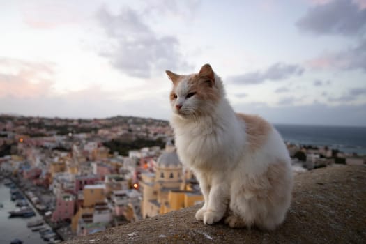 Procida, the island of cats.