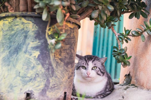 Procida, the island of cats.