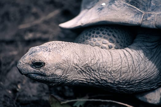 Giant Aldabra Seychelles Tortoise (Aldabrachelys gigantea), Union Estate Park, La Digue, Republic of Seychelles, Indian Ocean, Africa