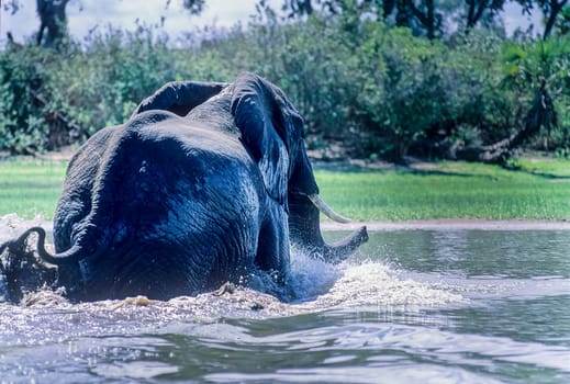 Elephant (Loxodonta africana), Selous Game Reserve, Morogoro, Tanzania, Africa