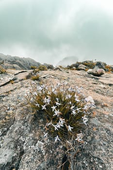 Andringitra national park, Haute Matsiatra region, Madagascar, beautiful mountain landscape,in front of trail flowers, high peak in mist and fog. Hiking in mountains. Madagascar wilderness landscape.