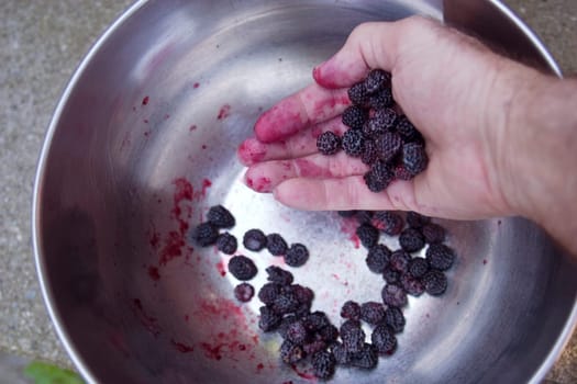 black raspberrys