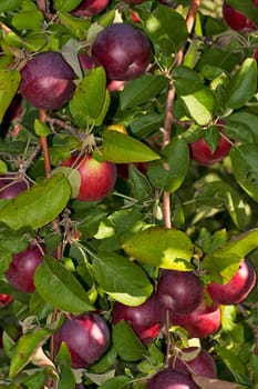 Apple Tree