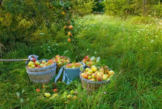 Bartlett PEAR HARVEST.