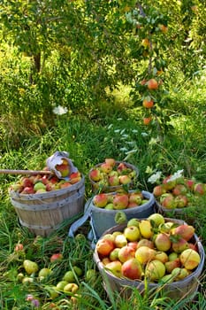 Bartlett Pears harvest.