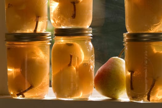 Bartlett PEAR HARVEST.