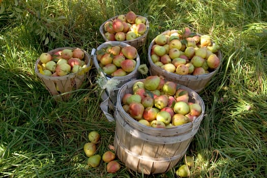Bartlett PEAR HARVEST.