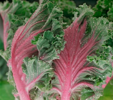 Swiss Chard