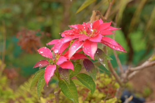 Beautiful Red Flower Wet in the rain on a flower garden front yards. Nature Background.