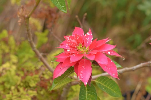 Beautiful Red Flower Wet in the rain on a flower garden front yards. Nature Background.