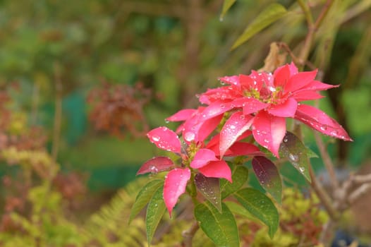 Beautiful Red Flower Wet in the rain on a flower garden front yards. Nature Background.