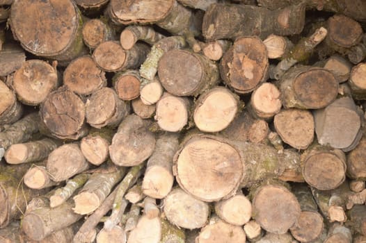Cut Tree Trunk stacked Background. Full Frame.