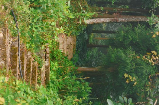 A path leading through a forest uphill. Vertical image. Nature Background