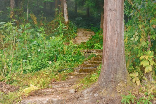 Old Stone Curved Road in a Dense Forest going uphill. Forest Tree Trunk in foreground.