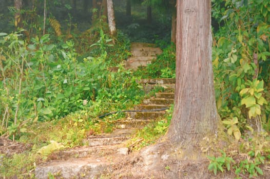 Old Stone Curved Road in a Dense Forest going uphill. Forest Tree Trunk in foreground.