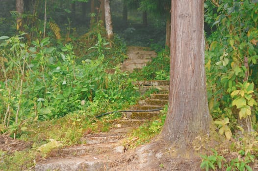 Old Stone Curved Road in a Dense Forest going uphill. Forest Tree Trunk in foreground.