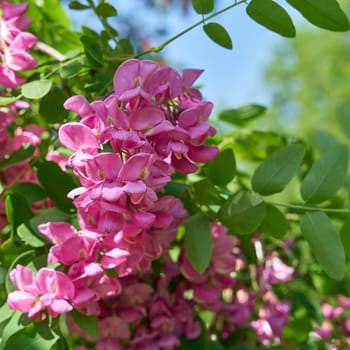 pink flowering robinia Robinia margaretta Casque Rouge in a public park near Berlin in springtime
