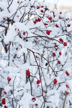Red rosehip berries covered with snow in winter
