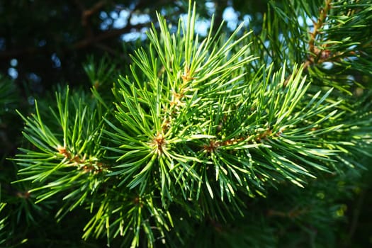 Pine branches at the golden hour in the evening. Pinus pine, a genus of conifers and shrubs in the pine family Pinaceae. Wildlife taiga of Karelia in summer.