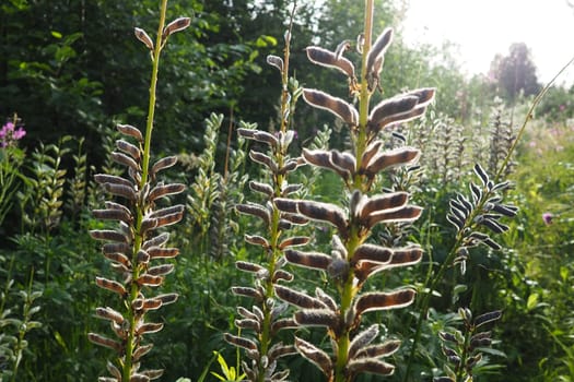 Lupine, wolf bean, Lupinus - a genus of plants from the legume family Fabaceae. Dry seeds in a bean. Reproduction by seeds. Lupins in the garden or meadow. Breeding and care of lupins. Bluebonnet