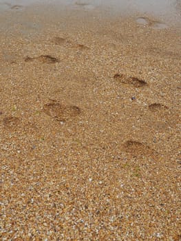 Footprints at sunset with golden sand. Sandy wet beach and footsteps. Healing coarse quartz sand with shells. Vityazevo, Anapa, Krasnodar Territory, Russia. Tourist footprints