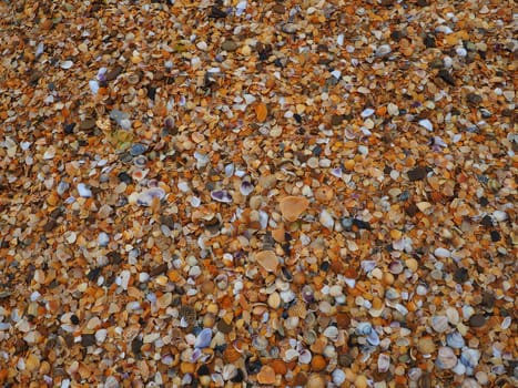 Shells from gastropods of bivalve molluscs living in the Azov and Black seas. Beige, brown, black, white seashells on the shore. The village of Golubitskaya. Broken small seashells.