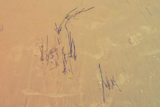 Sand, kelp and seashells background. Human footprints. Beach after heavy rain. Natural brown material after the storm. Long algae are thrown by water from the sea or ocean onto the shore. Laminaria.