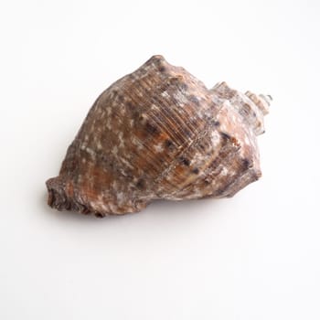 Rapana, genus of carnivorous marine prosobranch gastropods from the Muricidae. The shell is broadly oval, gray-brown color with spiral ribs and axial thickenings. Empty seashell on white background.