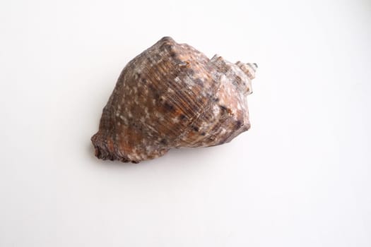 Rapana, genus of carnivorous marine prosobranch gastropods from the Muricidae. The shell is broadly oval, gray-brown color with spiral ribs and axial thickenings. Empty seashell on white background.
