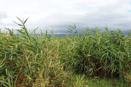 Common reed, or southern reed, Phragmites australis, a tall perennial grass of the genus Reed. Flora of the estuary. Moisture-loving plant. Soils with close standing groundwater. Stormy weather