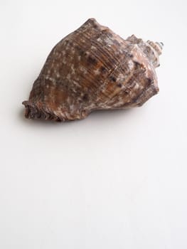 Rapana, genus of carnivorous marine prosobranch gastropods from the Muricidae. The shell is broadly oval, gray-brown color with spiral ribs and axial thickenings. Empty seashell on white background.