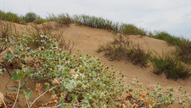 Bluehead or Eringium Eryngium, is a genus of herbaceous plants in the Umbelliferae family. Sandy places, thickets of bushes and steppes. Dunes of the Black Sea, Anapa, Vityazevo. Sandy beach and dune