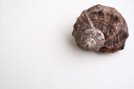 Rapana, genus of carnivorous marine prosobranch gastropods from the Muricidae. The shell is broadly oval, gray-brown color with spiral ribs and axial thickenings. Empty seashell on white background.
