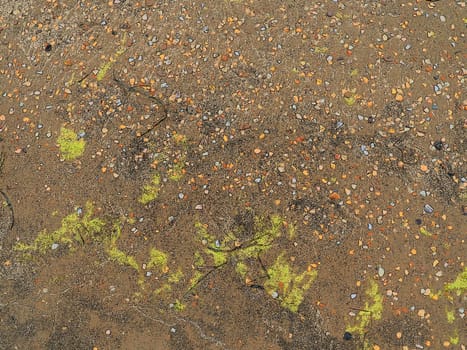 Sand, seaweed and seashells background. Wet coarse quartz sand. Beach after heavy rain. Natural brown material after a storm. Long green algae are thrown by water from the sea or ocean onto the shore