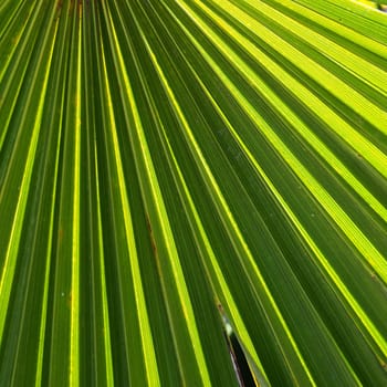 Palm leaves texture with shadow and light. Palm leaves of bright green and yellow colors. Tropical beautiful background. Summer beach tourism.