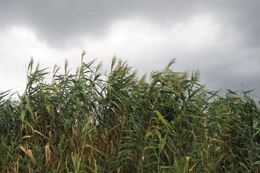 Common reed, or southern reed, Phragmites australis, a tall perennial grass of the genus Reed. Flora of the estuary. Moisture-loving plant. Soils with close standing groundwater. Stormy weather