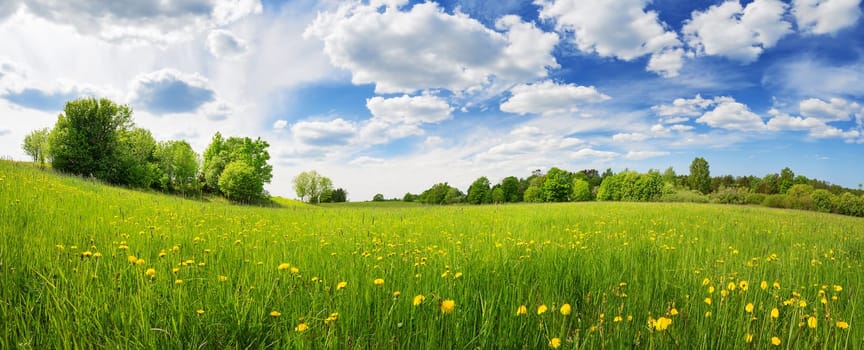 Sunny day on the field with blooming dandelions in natural park. Concept of the family vacation and weekend.