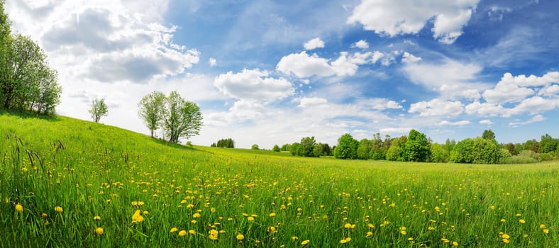 Sunny day on the field with blooming dandelions in natural park. Concept of the family vacation and weekend.