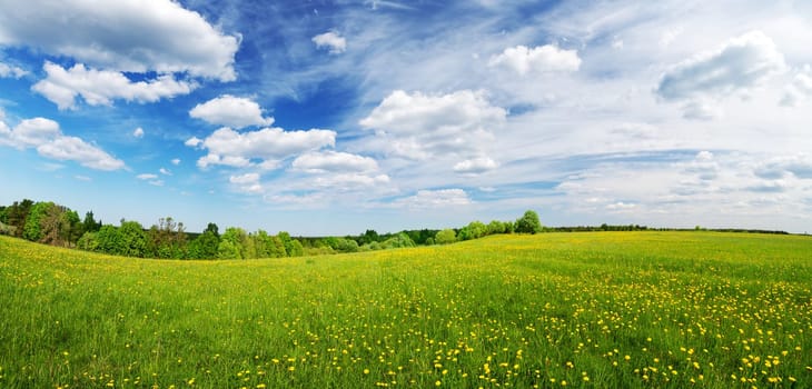 Sunny day on the field with blooming dandelions in natural park. Concept of the family vacation and weekend.