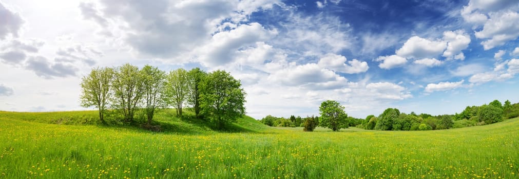 Sunny day on the field with blooming dandelions in natural park. Concept of the family vacation and weekend.