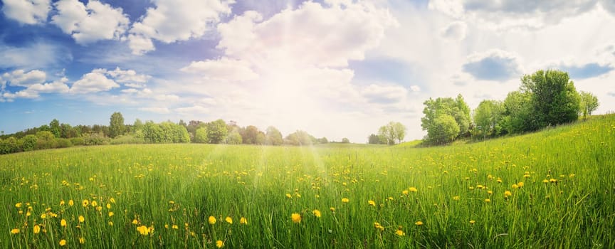 Sunrise on the field with blooming dandelions in natural park. Concept of the family vacation and weekend.
