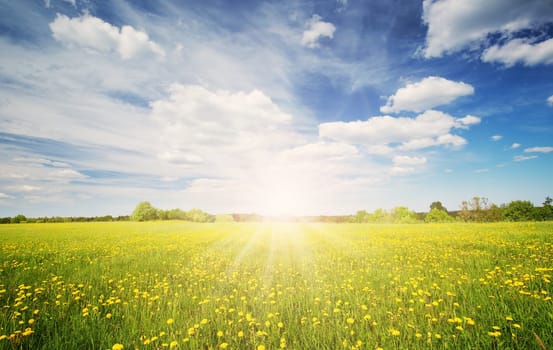 Sunrise on the field with blooming dandelions in natural park. Concept of the family vacation and weekend.