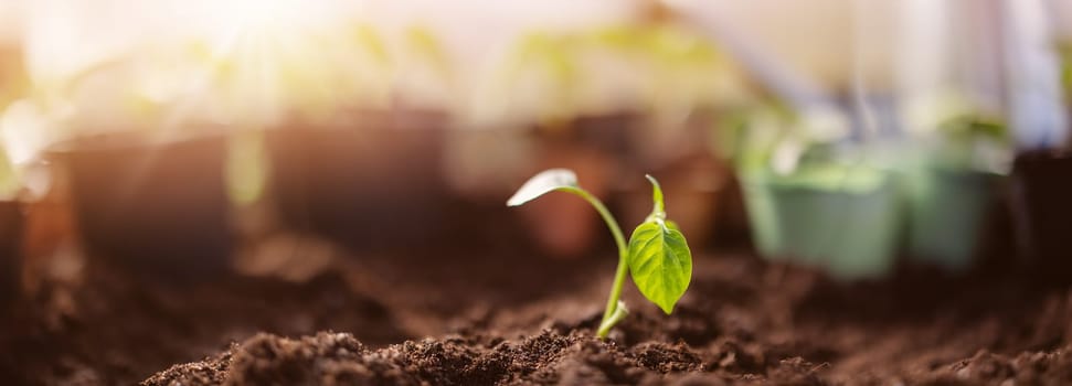 Panoramic view of the young sprout in black soil in greenhouse. Concept of new life, gardening and farming.
