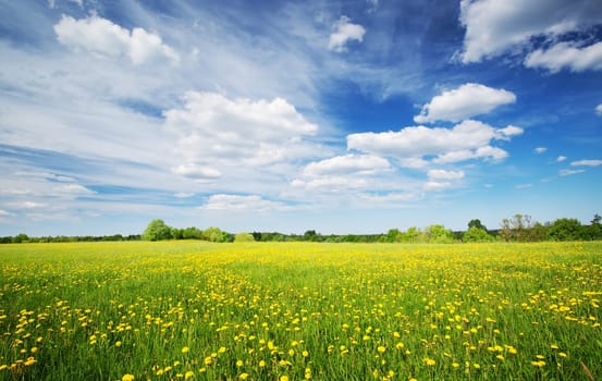 Sunny day on the field with blooming dandelions in natural park. Concept of the family vacation and weekend.